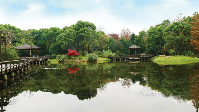 屋顶草坪种植步骤与技巧：打造绿色屋顶的秘诀