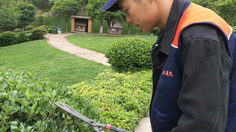 北京小区绿化灌木种植间距标准解析**