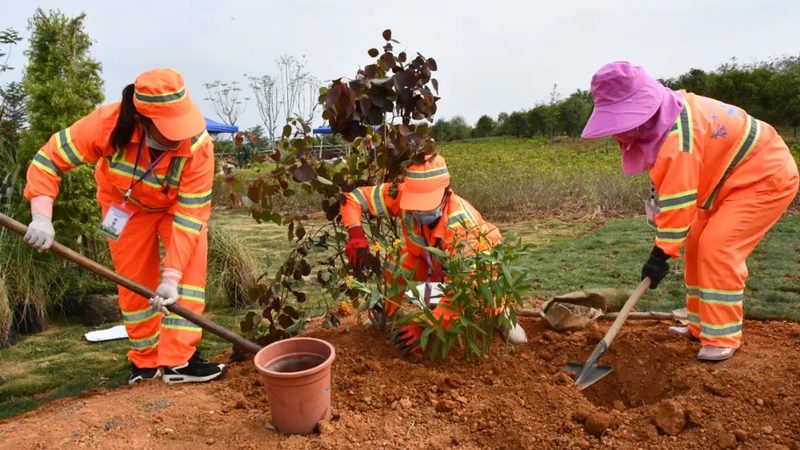 苗木种植技术视频教程：揭秘专业施工流程