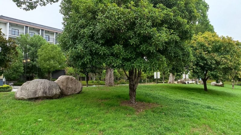 小区绿化修剪报价单：揭秘报价背后的秘密**